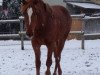 broodmare Fatima (German Riding Pony, 2011, from Topolino)