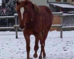 broodmare Fatima (German Riding Pony, 2011, from Topolino)