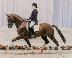 dressage horse Don Walesko (Hanoverian, 2001, from Donnerhall)