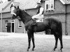 stallion Acropolis xx (Thoroughbred, 1952, from Donatello II xx)