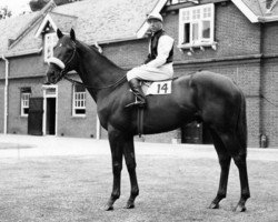 stallion Acropolis xx (Thoroughbred, 1952, from Donatello II xx)