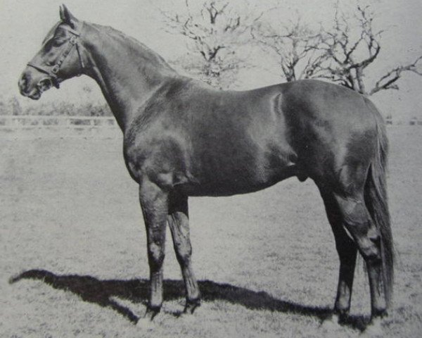 stallion Espresso xx (Thoroughbred, 1958, from Acropolis xx)