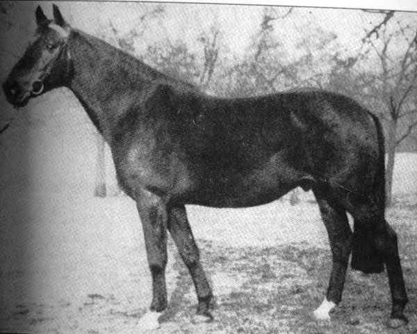 stallion Major (Trakehner, 1947, from Jocus)