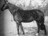 stallion Major (Trakehner, 1947, from Jocus)