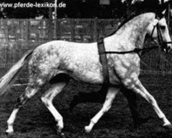 Deckhengst Magister (Trakehner, 1963, von Major)