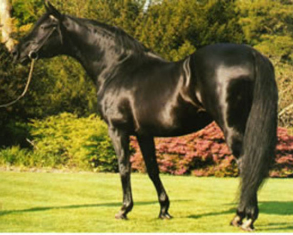 stallion Beatos (Trakehner, 1976, from Kosmos)