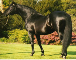 stallion Beatos (Trakehner, 1976, from Kosmos)