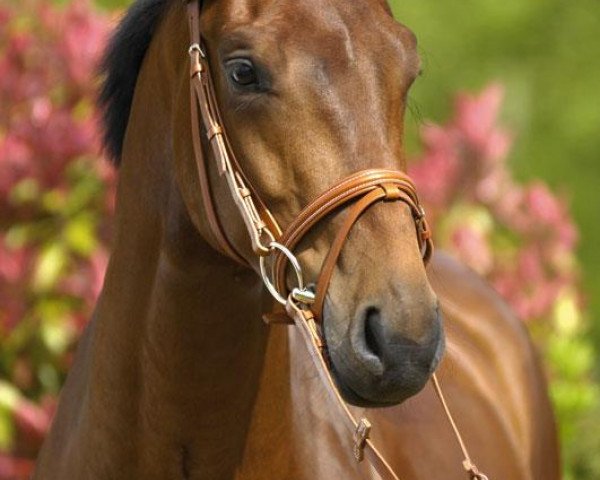 dressage horse Schiller 3 (Westphalian, 2004, from Sunny-Boy)