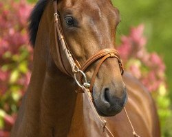 dressage horse Schiller 3 (Westphalian, 2004, from Sunny-Boy)