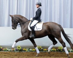 dressage horse Fantastica (Westphalian, 2009, from Fürst Romancier)