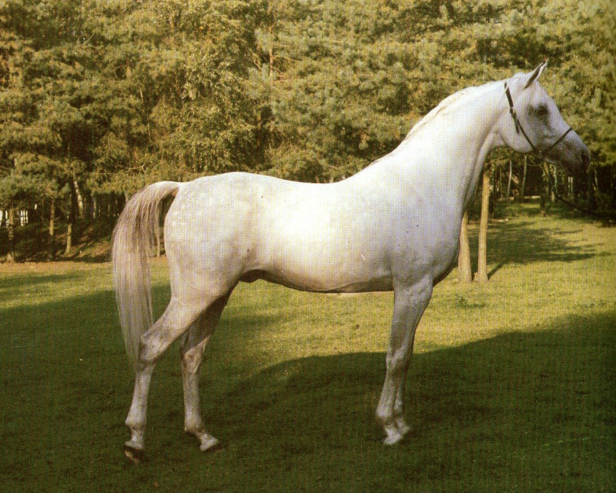 stallion Ibn Halima ox (Arabian purebred, 1973, from Shawki EAO)