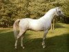 stallion Ibn Halima ox (Arabian thoroughbred, 1973, from Shawki EAO)