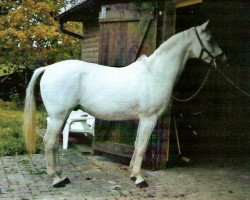 horse Slano (Trakehner, 1985, from Ibn Halima ox)