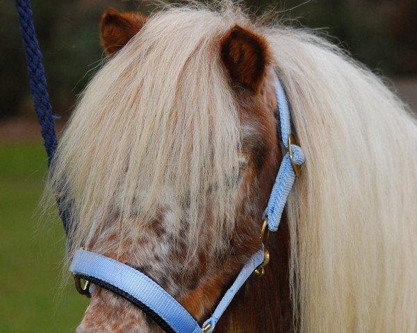 Zuchtstute Karin v.d. Wolfskuil (Shetland Pony, 2009, von Max van Valkenblik)