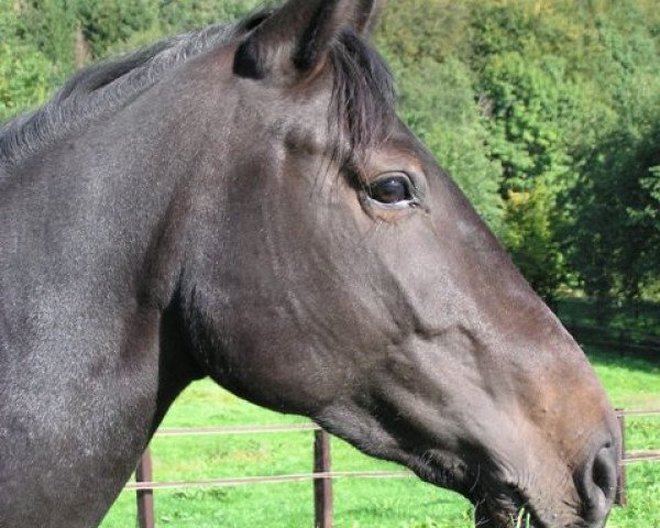 Zuchtstute Luna (Hessisches Warmblut, 2000, von Lanthan)