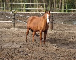 broodmare Leona (Hanoverian, 1993, from Lanio)