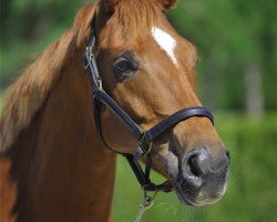 broodmare Winterfee (Hanoverian, 2004, from Wanthano H)