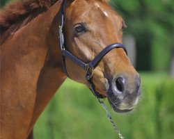 broodmare Wölkchen (Hanoverian, 2004, from Wolkentanz II)