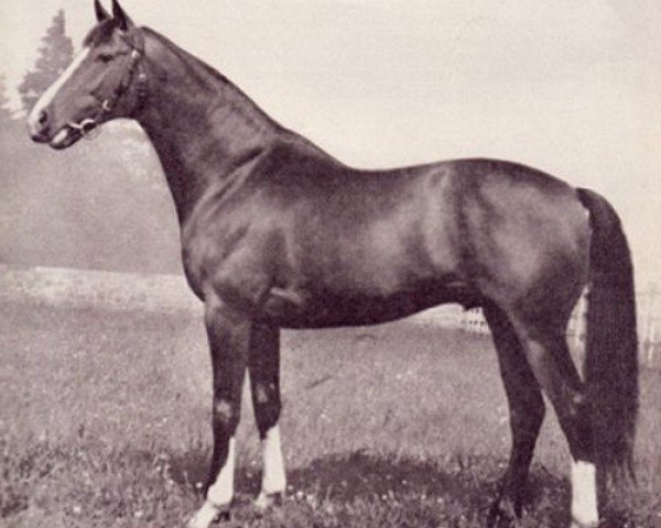 stallion Angeber xx (Thoroughbred, 1945, from Elritzling xx)