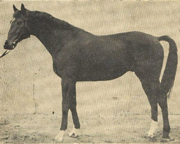 stallion Daban xx (Thoroughbred, 1956, from Angeber xx)