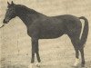 stallion Daban xx (Thoroughbred, 1956, from Angeber xx)