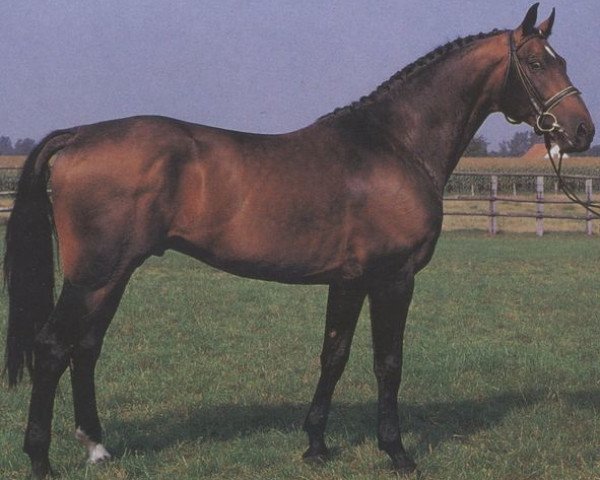 stallion Dorint (Hanoverian, 1981, from Damnatz)