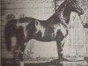 stallion Hami 1851 DB (Arabian thoroughbred, 1851)
