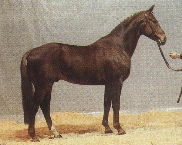 stallion Bogenschuetze (Hanoverian, 1982, from Bolero)