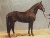 stallion Bogenschuetze (Hanoverian, 1982, from Bolero)