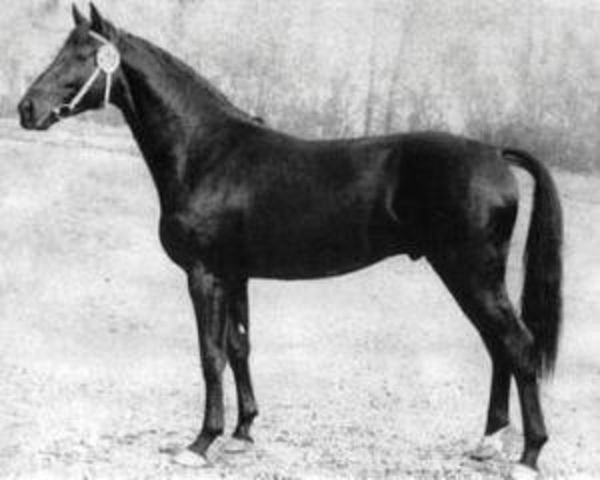stallion Sekundant (Brandenburg, 1967, from Senatus)