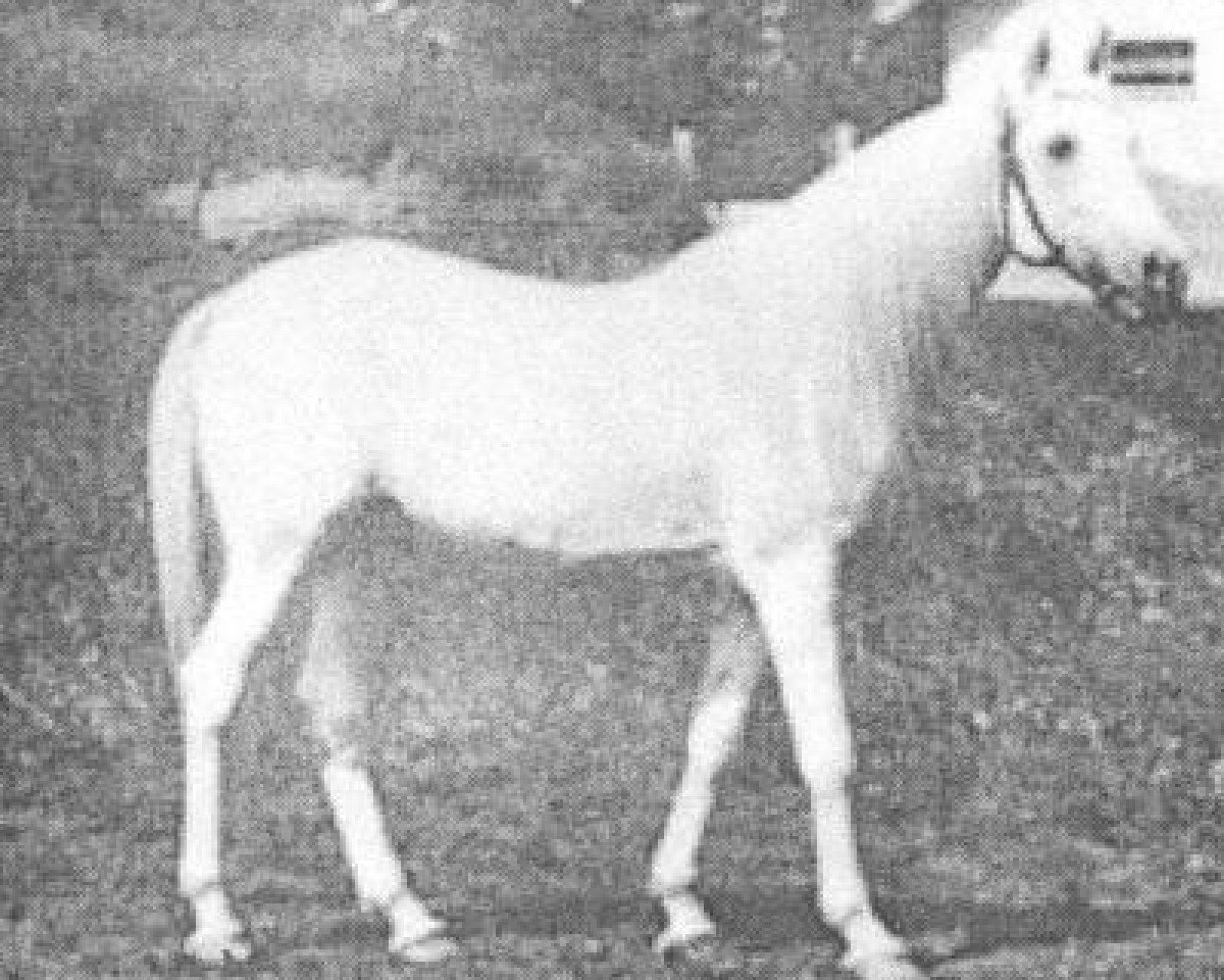Deckhengst Siglavy Bagdady 1895 DB (Vollblutaraber, 1895, von A Saqlawi)