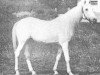 horse Siglavy Bagdady 1895 DB (Arabian thoroughbred, 1895, from A Saqlawi)