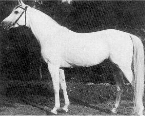 Deckhengst Fetysz 1924 ox (Vollblutaraber, 1924, von Bakszysz 1901 ox)