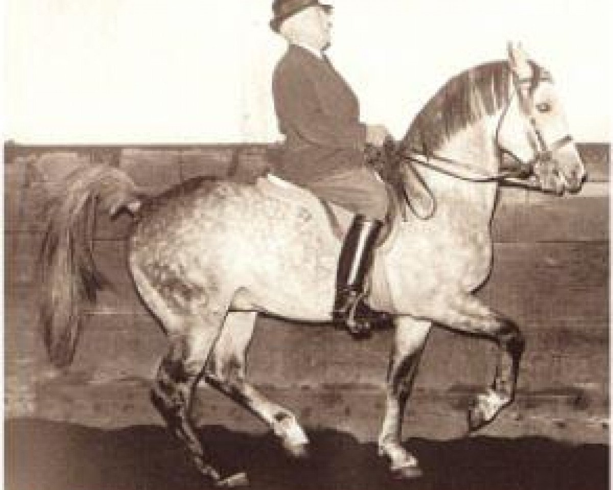 stallion Kanzler 1941 ox (Arabian purebred, 1941, from Lowelas ox 4178)