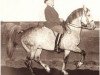 stallion Kanzler 1941 ox (Arabian thoroughbred, 1941, from Lowelas 1930 ox)