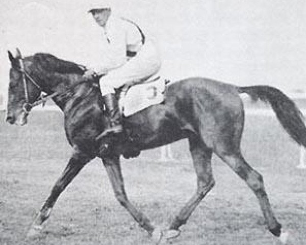 horse Landsknecht 1927 ox (Arabian thoroughbred, 1927, from Koheilan IV 1904 ox)