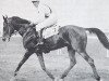 horse Landsknecht 1927 ox (Arabian thoroughbred, 1927, from Koheilan IV 1904 ox)
