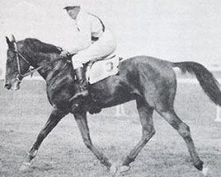 stallion Landsknecht 1927 ox (Arabian thoroughbred, 1927, from Koheilan IV 1904 ox)