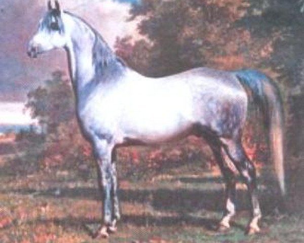stallion Abdul Aziz 1863 DB (Arabian thoroughbred,  )