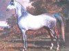 stallion Abdul Aziz 1863 DB (Arabian thoroughbred,  )