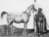 Zuchtstute Gazella 1840 DB (Vollblutaraber, 1840)