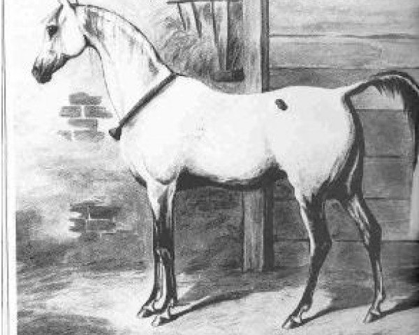 stallion Bagdad 1837 DB (Arabian thoroughbred, 1837)