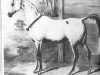 stallion Bagdad 1837 DB (Arabian thoroughbred, 1837)