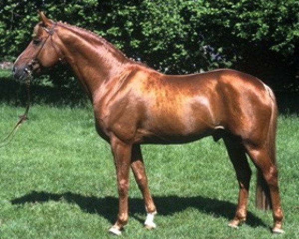 stallion Weltbogen (Hanoverian, 1993, from Weltmeyer)