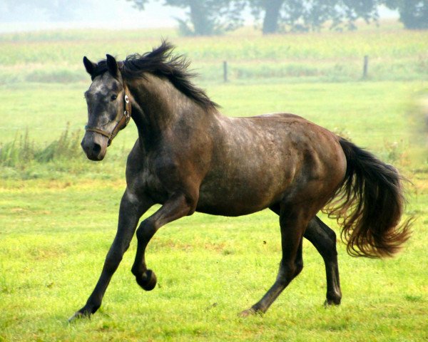 jumper Charon (Holsteiner, 2009, from Corrado I)