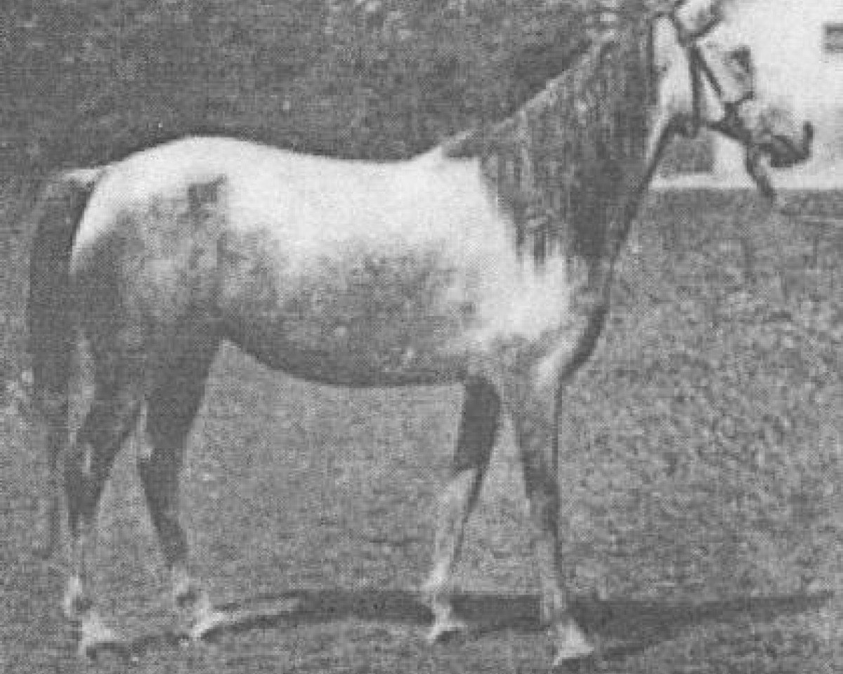 broodmare Scherife 1896 DB (Arabian purebred, 1896, from Siglawi 1877 DB)