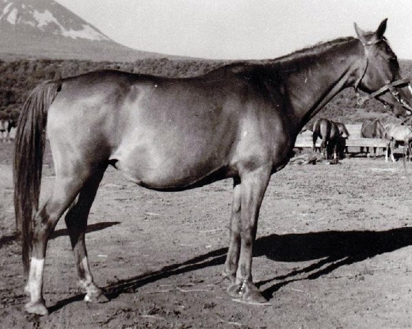 broodmare Laba 1944 ox (Arabian thoroughbred, 1944, from Lowelas 1930 ox)