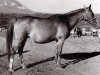 broodmare Laba 1944 ox (Arabian thoroughbred, 1944, from Lowelas 1930 ox)
