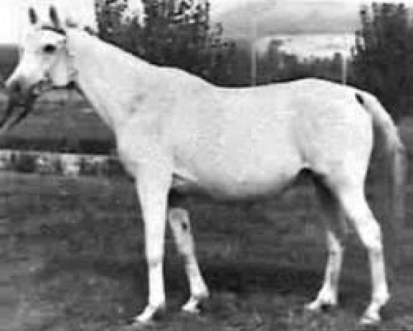 broodmare Teplitsa 1957 ox (Arabian thoroughbred, 1957, from Priboj 1944 ox)