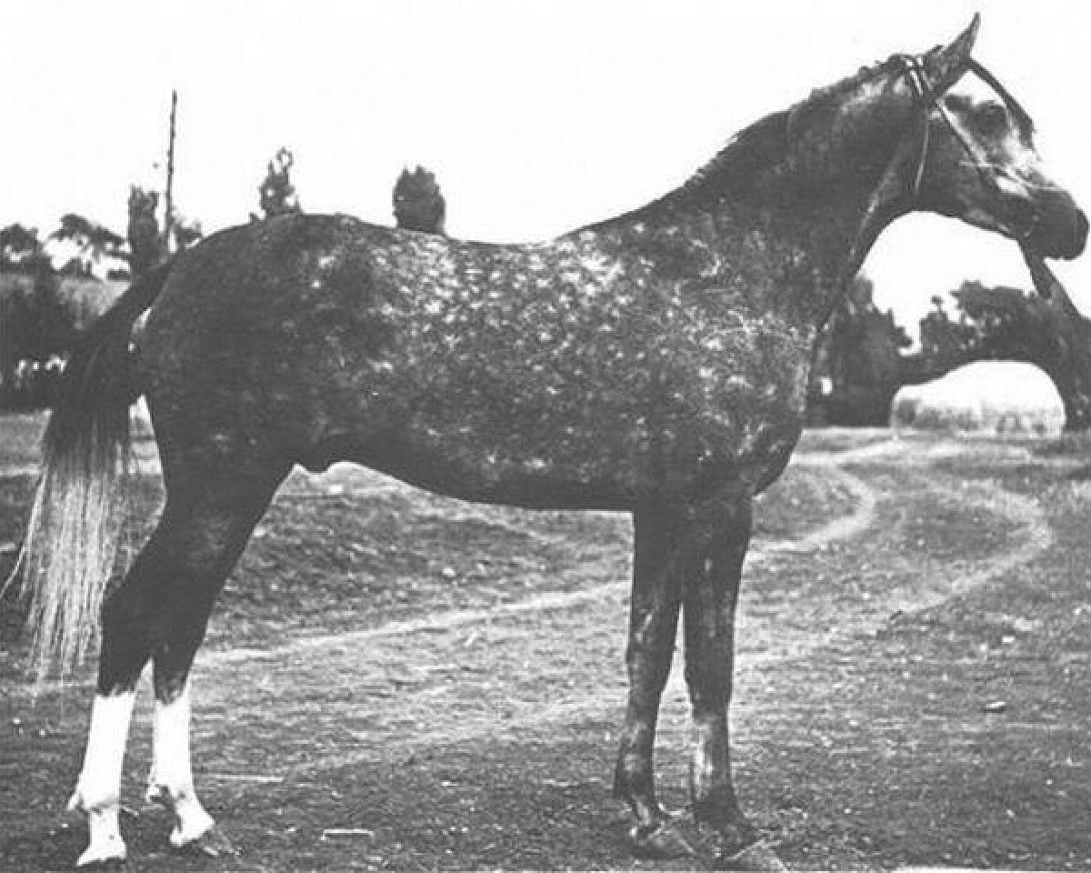 stallion Lak 1960 ox (Arabian purebred, 1960, from Kankan 1954 ox)